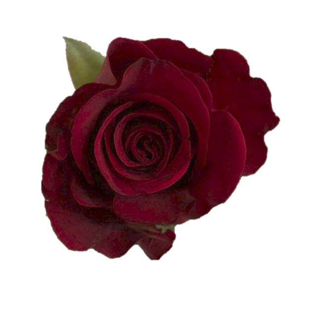 Burgundy Rose Png PNG Image Collection