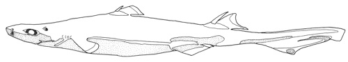 Blåkäxa Etmopterus spinax. Bild: David C. Bernvi, modifierad efter Compagno, Dando, Fowler 2005. Blåkäxa Etmopterus spinax. Bild: David C. Bernvi, modifierad efter Compagno, Dando, Fowler 2005.