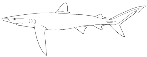 Blåhaj Prionace glauca. Bild: David C. Bernvi, modifierad efter Compagno, Dando, Fowler 2005. Blåhaj Prionace glauca. Bild: David C. Bernvi, modifierad efter Compagno, Dando, Fowler 2005.
