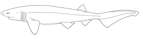 Sexbågig kamtandhaj Hexanchus griseus. Bild: David C. Bernvi, modifierad efter Compagno, Dando, Fowler 2005. Sexbågig kamtandhaj Hexanchus griseus. Bild: David C. Bernvi, modifierad efter Compagno, Dando, Fowler 2005.