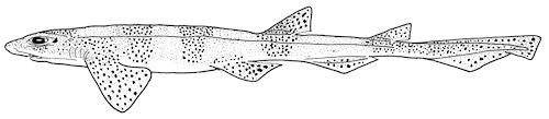 Småfläckig rödhaj Scyliorhinus canicula. Bild: David C. Bernvi, modifierad efter Compagno, Dando, Fowler 2005. Småfläckig rödhaj Scyliorhinus canicula. Bild: David C. Bernvi, modifierad efter Compagno, Dando, Fowler 2005.