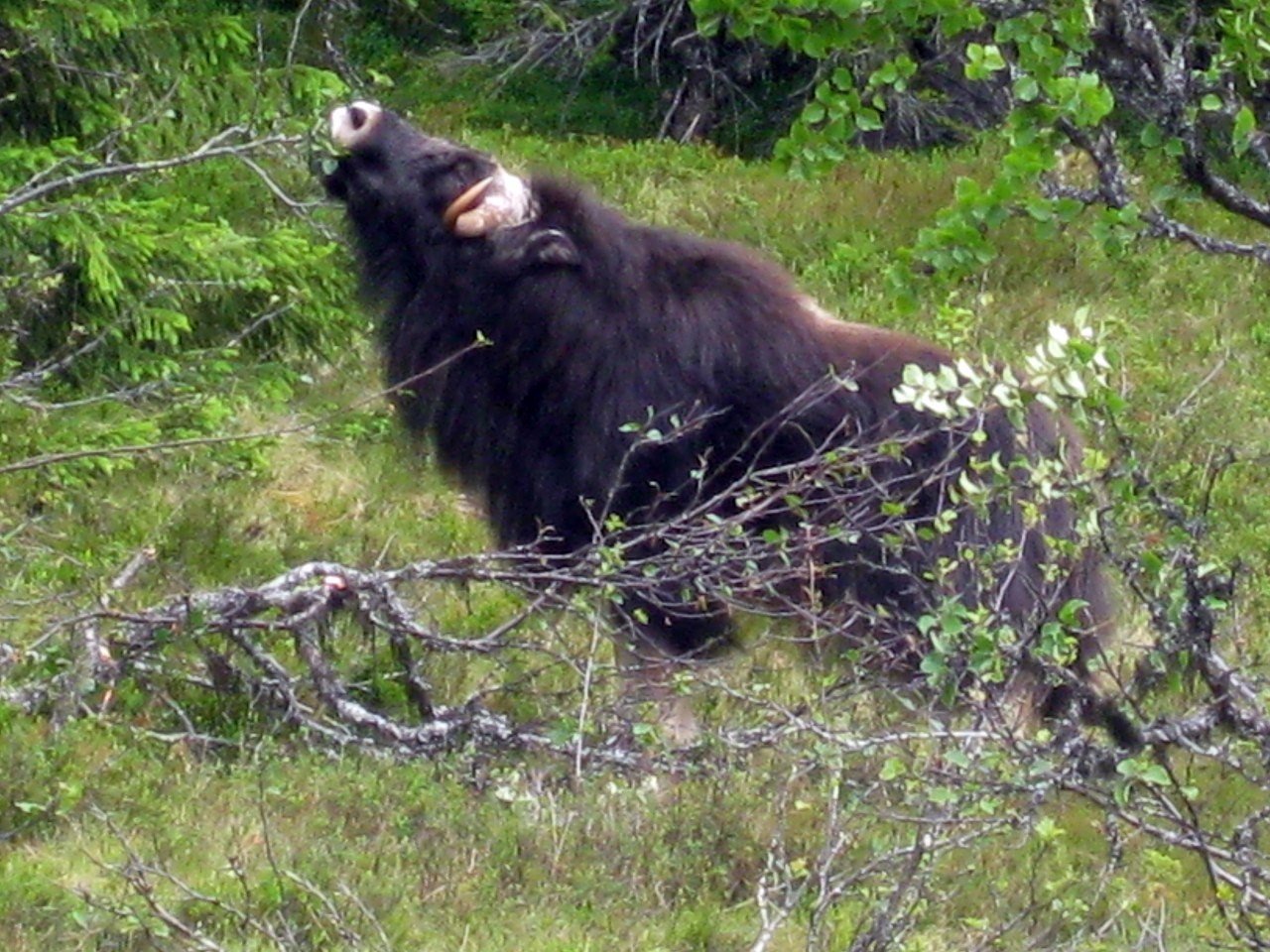 boende tänndalen boende tänndalen