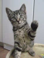 Adoptera mig :)