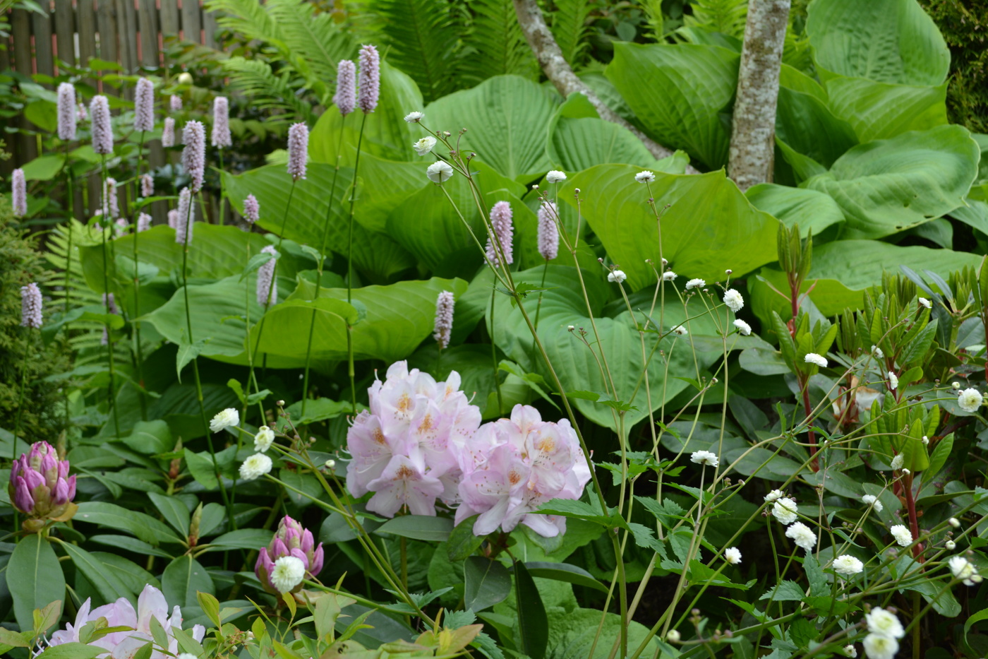 Rododendron & azalea varberg, falkenberg – hörÃ¥sen