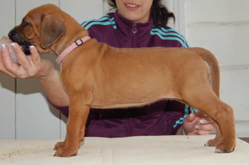 Miss Lightpink, 5 weeks old!