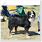 Baloo Utställning Öland Kv 1 Kk R