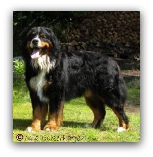 Swissmade Idefix