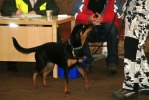 Rottweiler yearshow 20110306