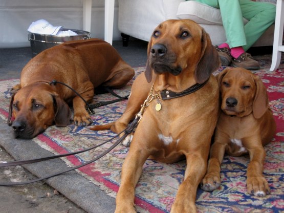 BOSSE; CENNA & QUITA