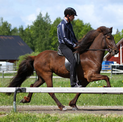Elva från Solbacka