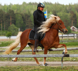 Hlökk från Skaneyland Foto: Mette Lund-Lindberg.