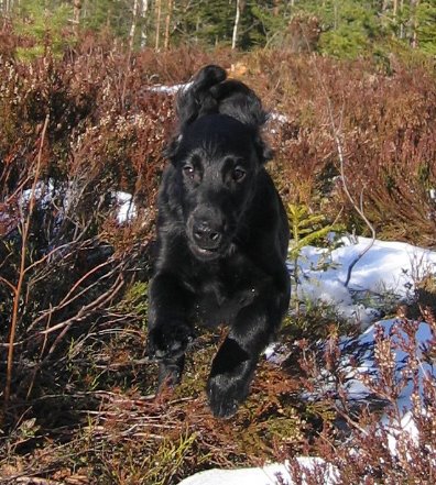 Lotta viste tidlig at hun er skapt for fart og spenning. Her er hun 15 uker gammel. <3