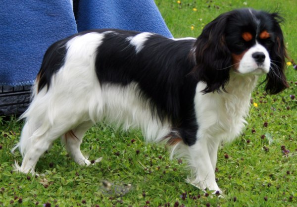 Hvidagården´s Sharry Baby "Sharry"