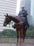 Houston Police Horses Go Barefoot, part 1