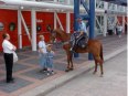 Houston Police Horses Go Barefoot, part 2