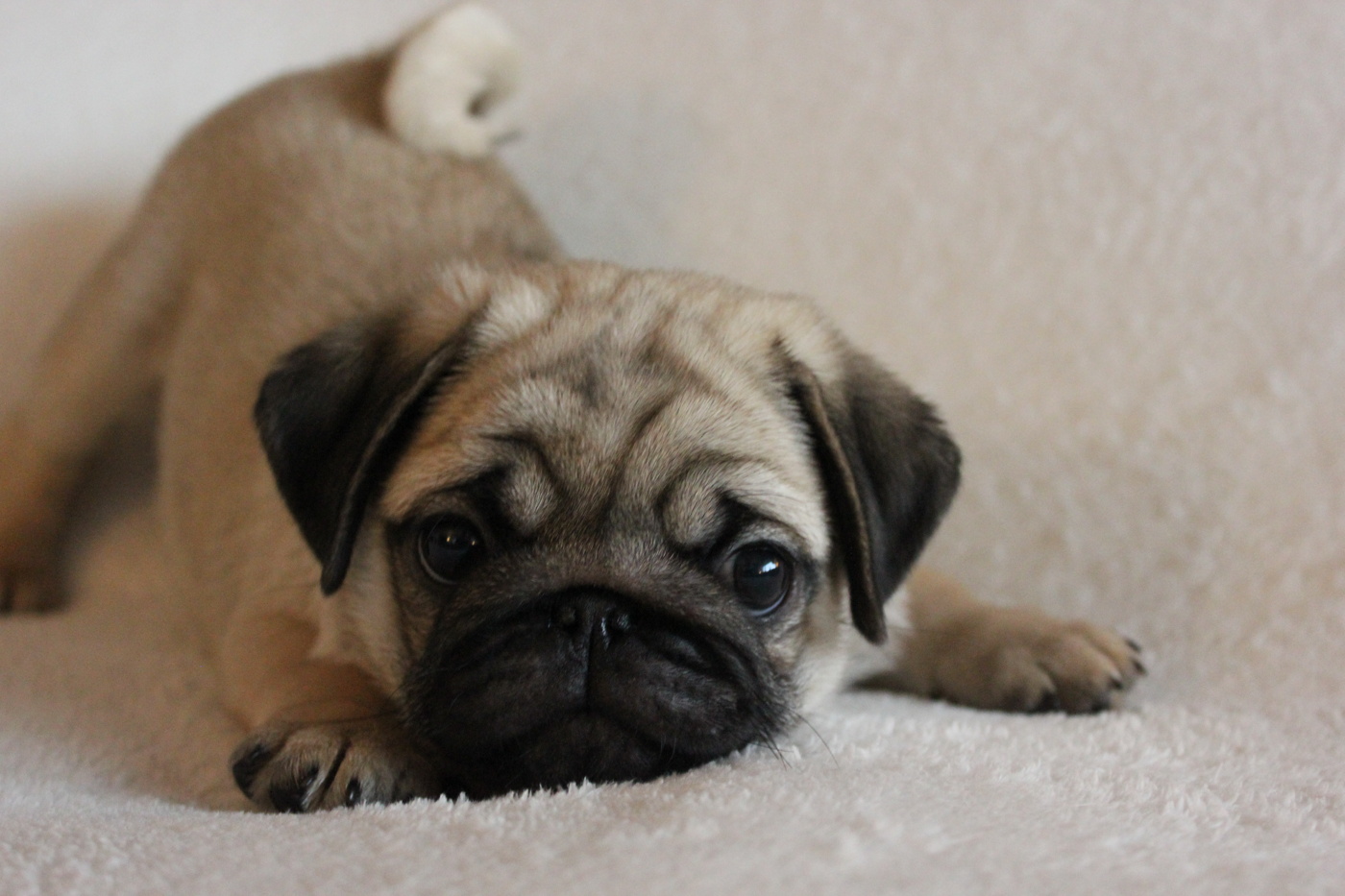 Startsida Mopsförmedlingen