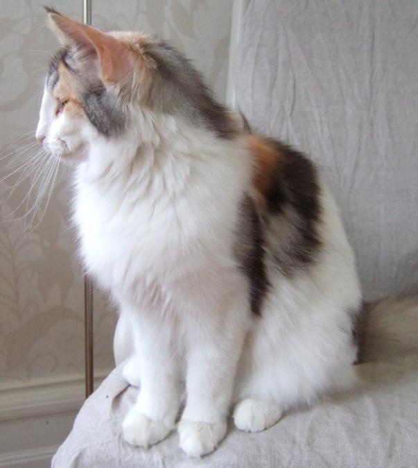 Kassis, 1 year old