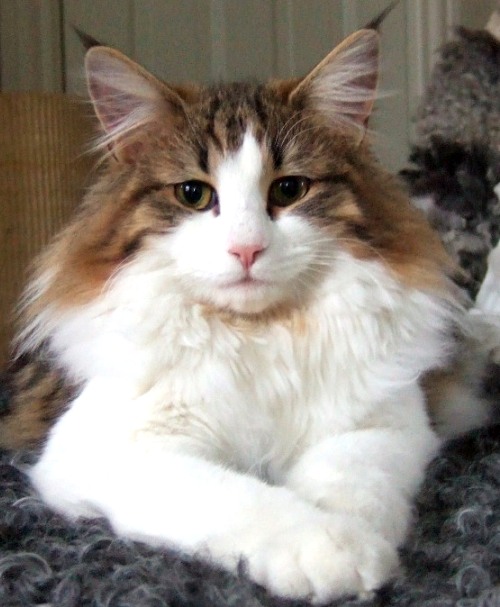 Vanilj - one year old