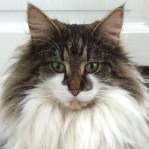 GIC S*Just Catnap's Fabia
