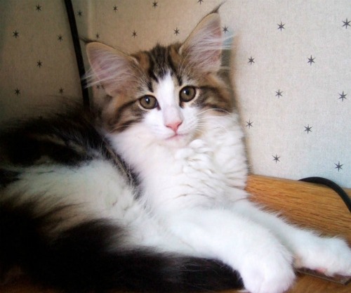 Vanilj - 3 months old
