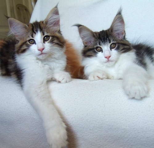 Vanilj with her sister Vallmo