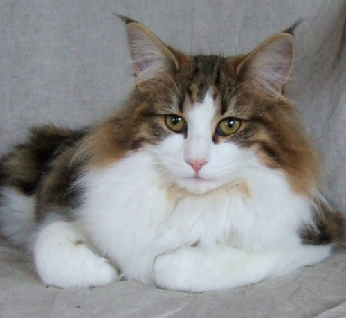 Vanilj - 10 months old
