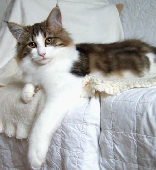 Vanilj - 4 months old