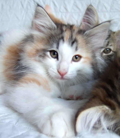 Kassis, 8 weeks old