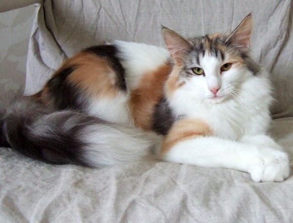 Kassis, 1 year old