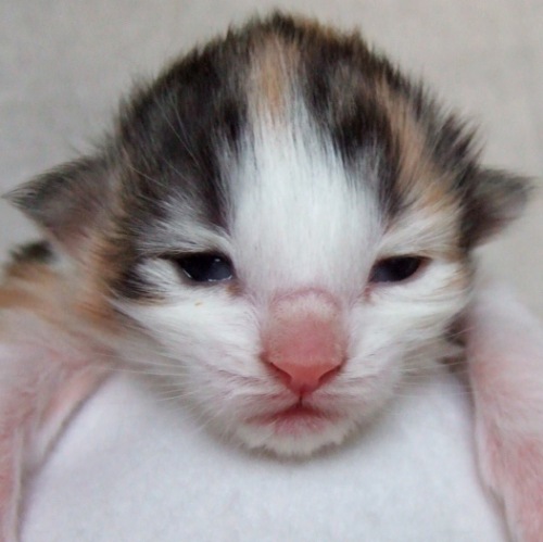Kassis, 1 week old