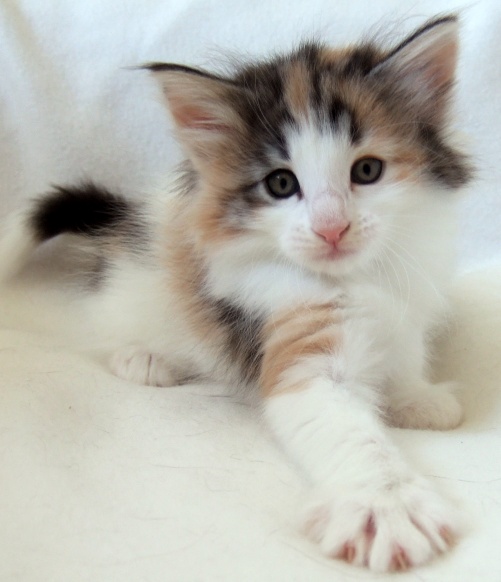 Kassis, 6 weeks old