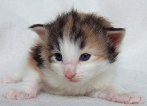 Kassis, 3 weeks old