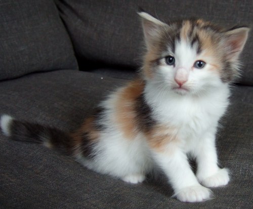 Kassis, 4 weeks old