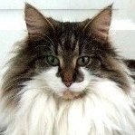 GIC S*Just Catnap's Fabia