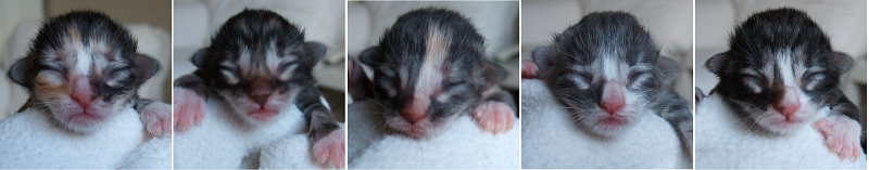 - newborn -