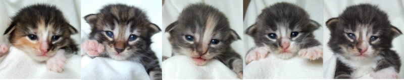 - 2 weeks old -