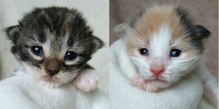 - 2 weeks old -