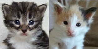 - 3 weeks old -