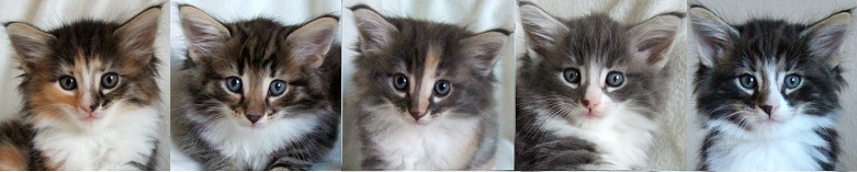 - 6 weeks old -