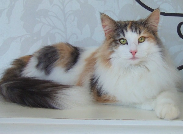 S*Fridalas Kassis, almost 2 years old