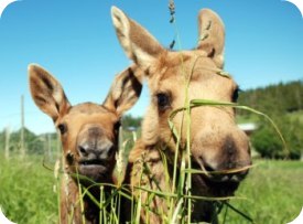 Moose Garden