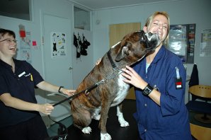 INGEN GODSAKER! Tapper smisker med veterinærassistent Linn Klausen for å få noen hundekjeks. Men verken hun eller veterinær Kari Bjørnland lar seg overtale. (Foto: Stina Mikalsen INGEN GODSAKER! Tapper smisker med veterinærassistent Linn Klausen for å få noen hundekjeks. Men verken hun eller veterinær Kari Bjørnland lar seg overtale. (Foto: Stina Mikalsen