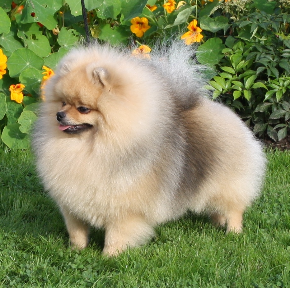 show me a pomeranian grace2 black orange s show pomeranian show me a pomeranian grace2 black orange s show pomeranian
