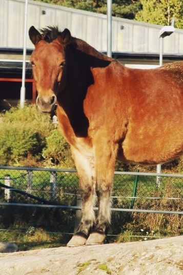 fusk fruar med stora tuppar