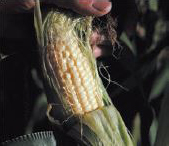 Biodiesel standarder Biodiesel standarder