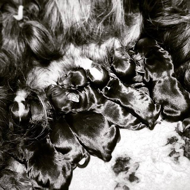 Pups 1 day old Pups 1 day old