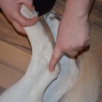 Börja att trycka / massera lätt på denna punkt, den sida öronproblemet är på. (orsak-ben) Börja att trycka / massera lätt på denna punkt, den sida öronproblemet är på. (orsak-ben)