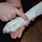 Avsluta genom att trycka/massera ovanför sporren. Kom ihåg att alltid uppsöka veterinär för att säkerhetsställa rätt diagnos. Avsluta genom att trycka/massera ovanför sporren. Kom ihåg att alltid uppsöka veterinär för att säkerhetsställa rätt diagnos.