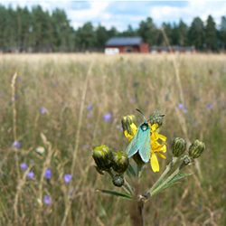 Metallvingesvärmare. © Länsstyrelsen Värmland Metallvingesvärmare. © Länsstyrelsen Värmland