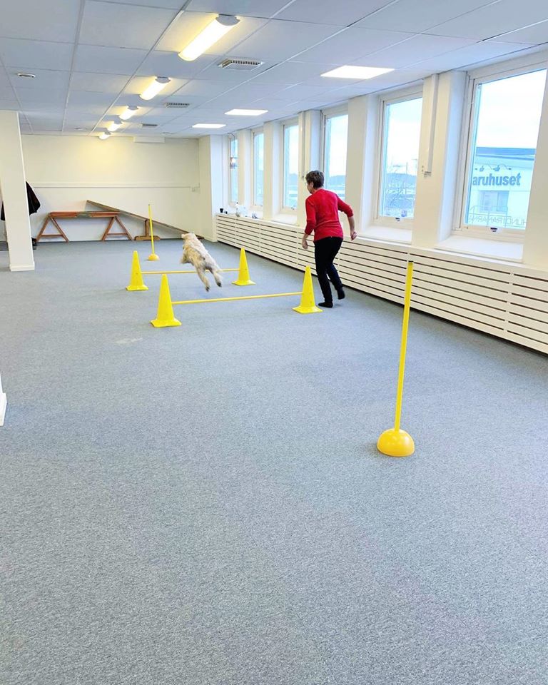 Agility | Hundtränarna - Kurser, föreläsningar, privatträning och ...
